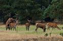 43 Hoge Veluwe, edelherten